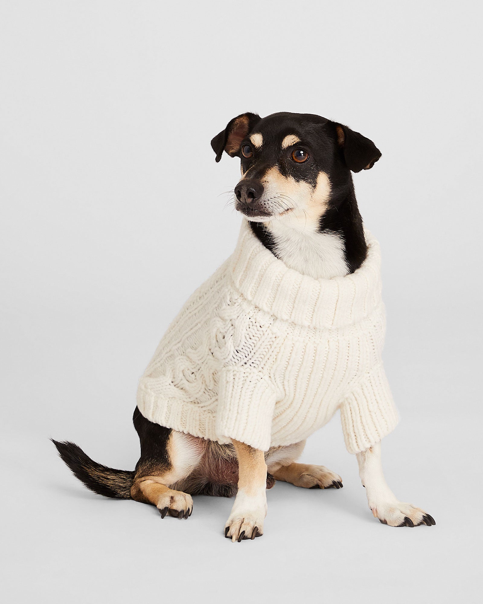 CLUB MONACO - Cable Knit Dog Sweater - Ivory