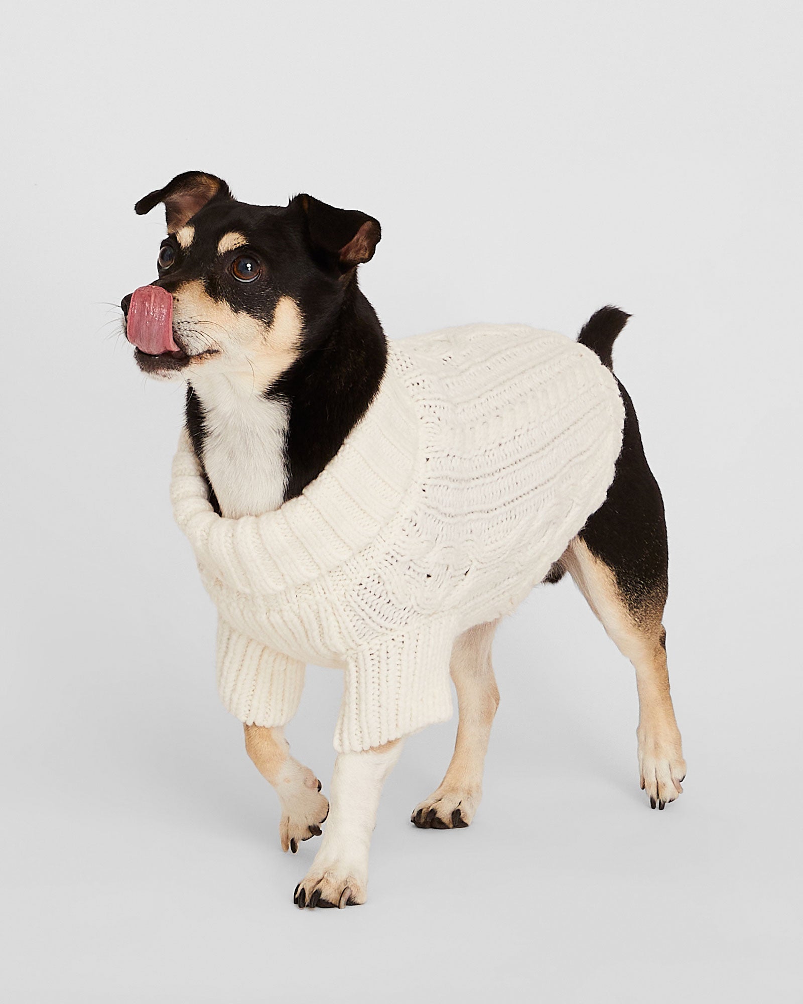 CLUB MONACO - Cable Knit Dog Sweater - Ivory