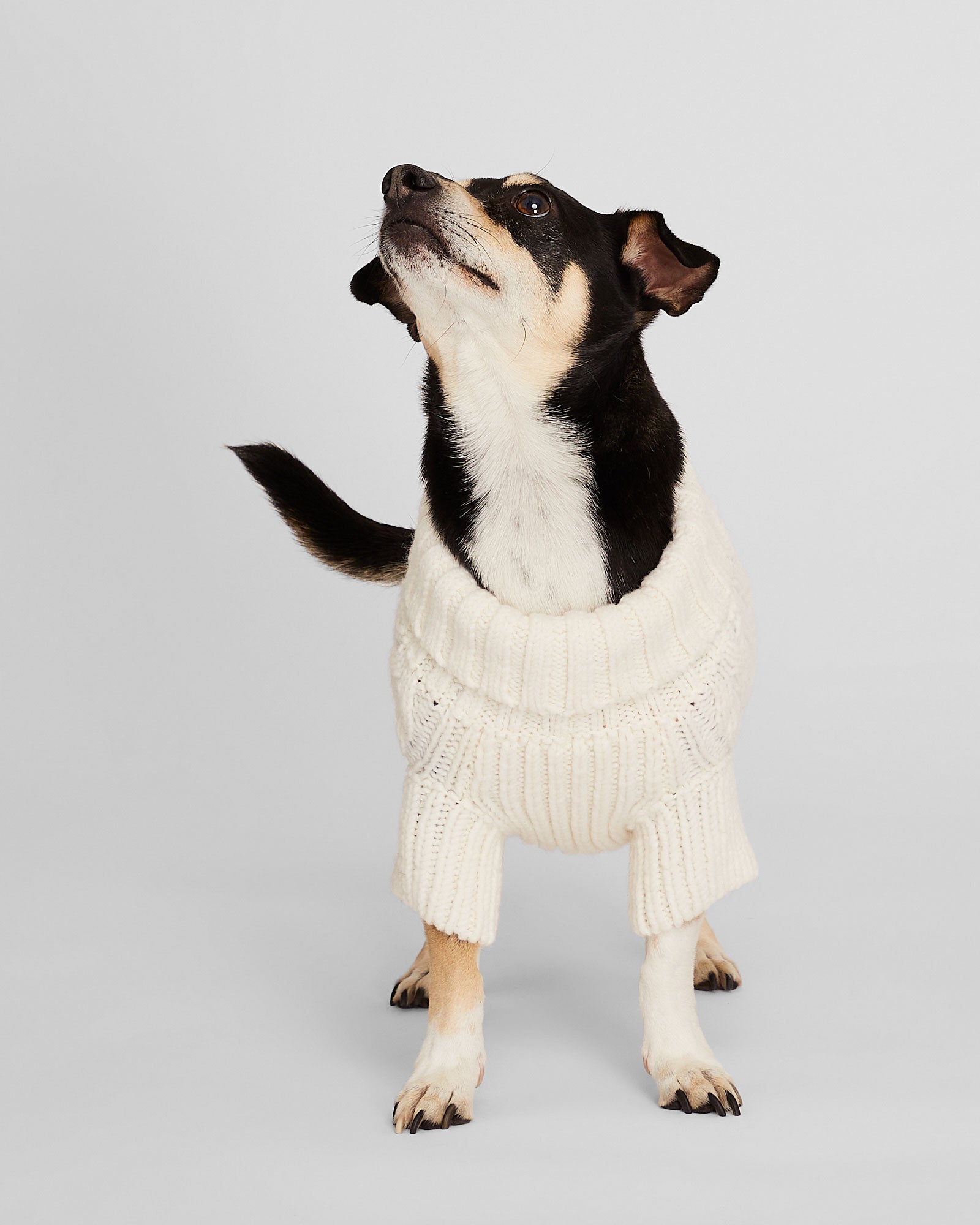 CLUB MONACO - Cable Knit Dog Sweater - Ivory
